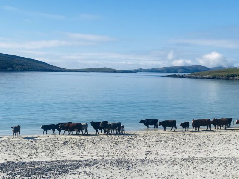 Image for the Tweet beginning: The cows will be celebrating